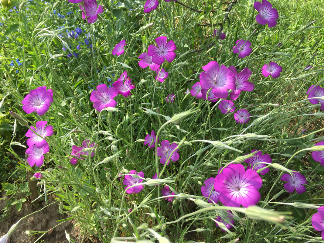 Agrostemma githago